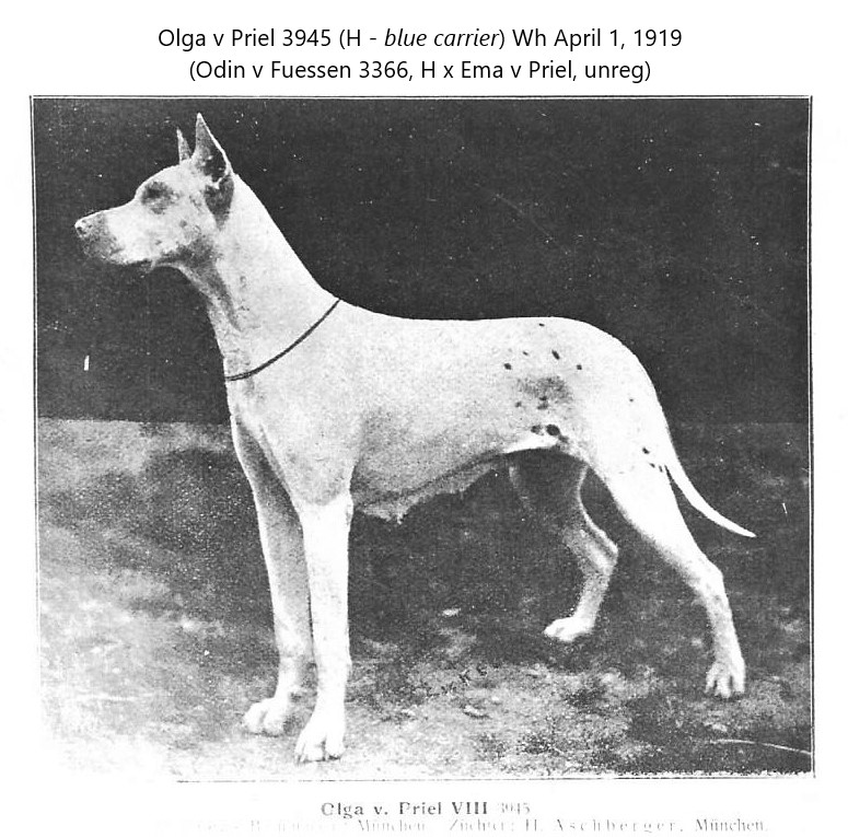 Olga v Priel